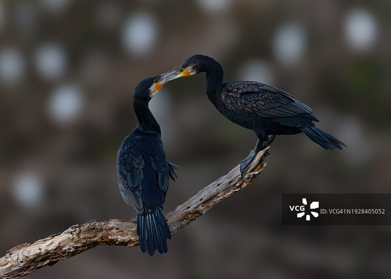 鸟儿栖息在树枝上的特写图片素材