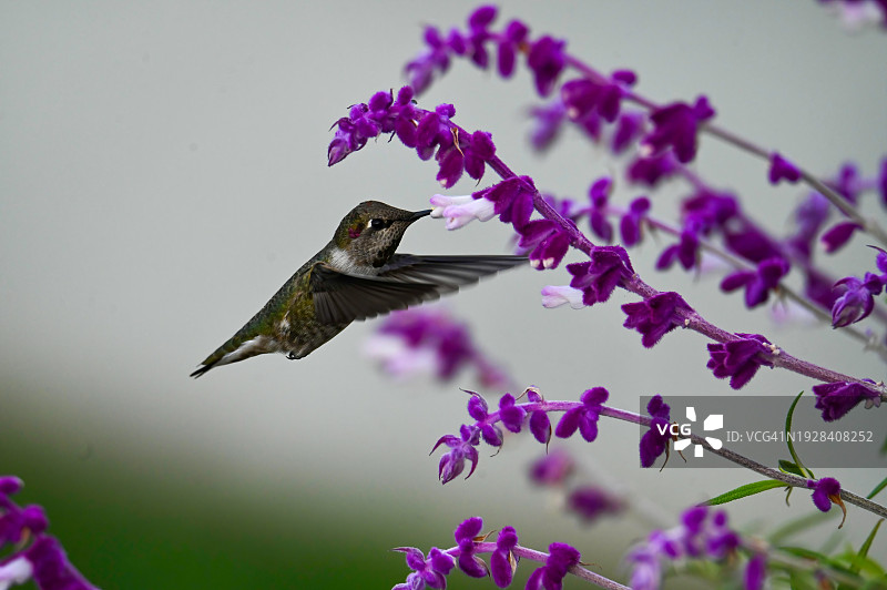 蜂鸟在紫色花朵上授粉的特写，美国加利福尼亚州阿拉米达图片素材