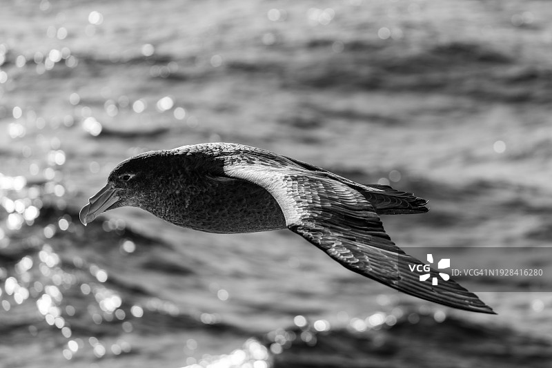 巨海燕，德雷克海峡图片素材