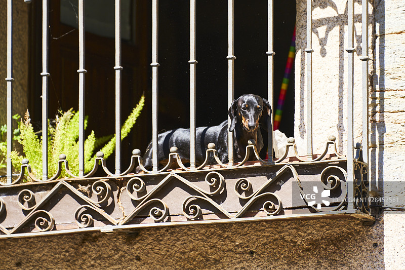 阳台金属扶手上的狗肖像图片素材