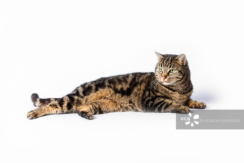 白色演播室背景上的成年斑猫图片素材