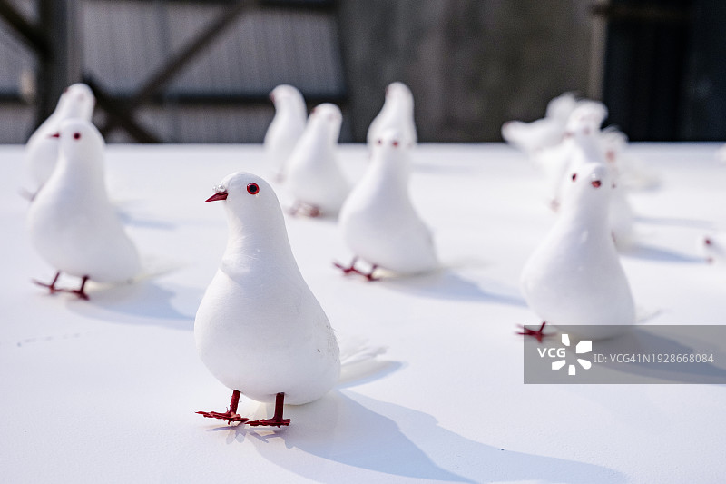 人工鸽子图片素材