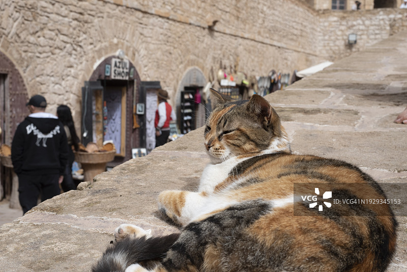 摩洛哥索维拉的猫图片素材