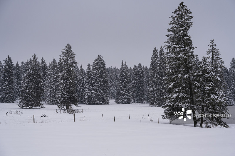 格鲁耶尔湖冬季的松树图片素材