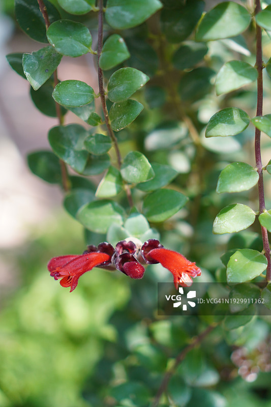 口红花蔓绿绒盆栽红花绿叶图片素材