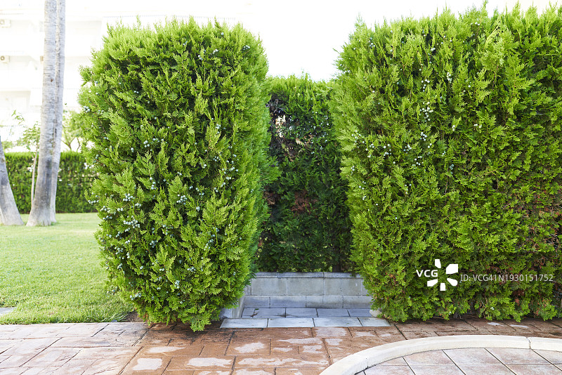 酒店庭院中的绿植小路图片素材