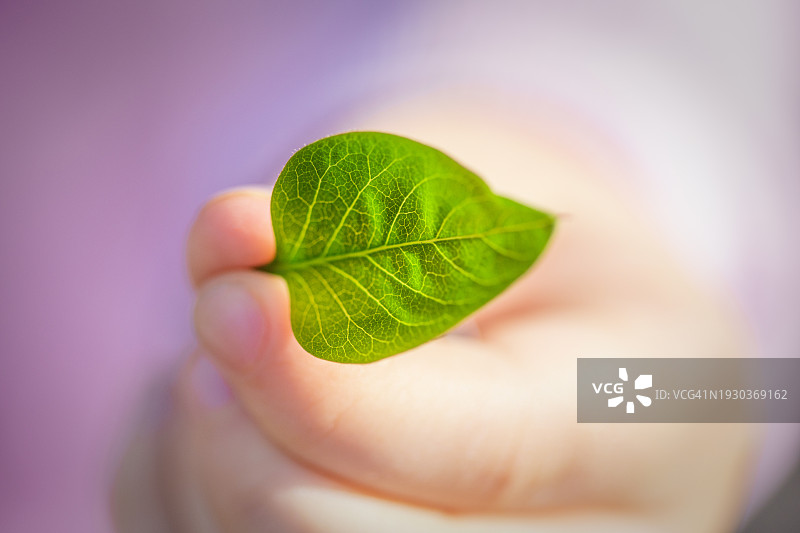 小孩手中的一片叶子图片素材