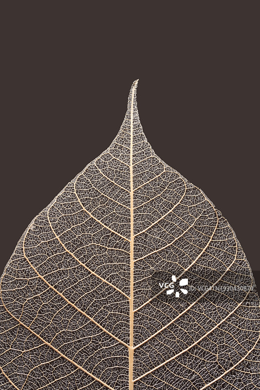中空的叶脉微距摄影图片素材