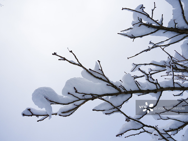 白雪覆盖的冬季仙境图片素材
