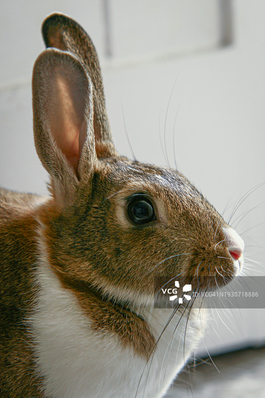 兔子肖像图片素材