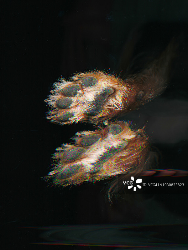 狗爪特写图片素材