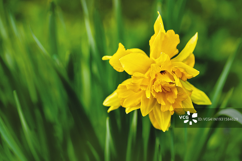 美丽的黄色重瓣水仙花绿色特写图片素材