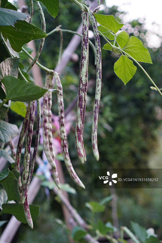 刀豆、豇豆及蔬菜图片素材