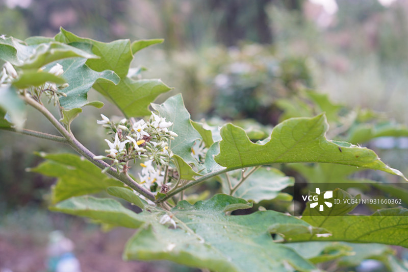 Solanum torvum，豌豆茄图片素材