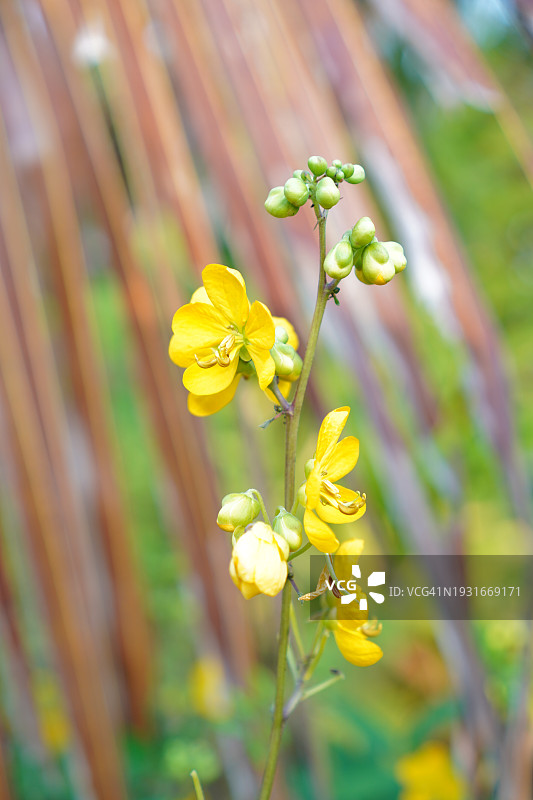 铁刀木绿叶蔬菜，泰国草药食品图片素材