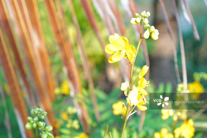 铁刀木绿叶蔬菜，泰国草药食品图片素材