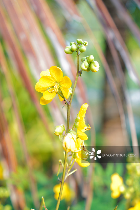 铁刀木绿叶蔬菜，泰国草药食品图片素材