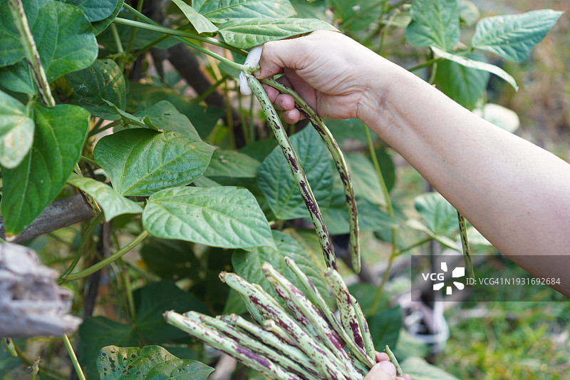 手持条纹长豆绿色蔬菜，自然背景图片素材