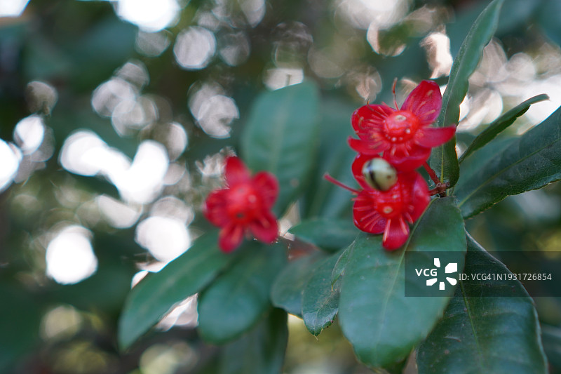 米奇老鼠红花，学名Ochna kirkii Oliv.，在模糊的自然背景下盛开的树图片素材
