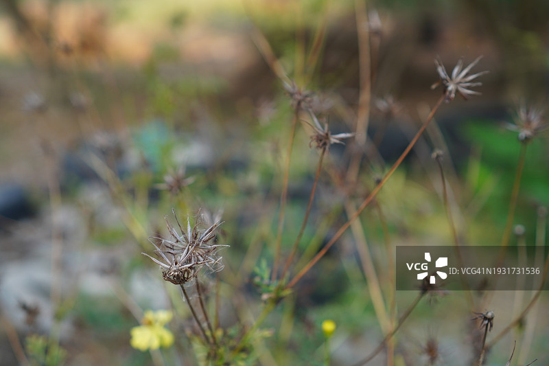 黄色花，硫磺宇宙，墨西哥紫菀花盛开美丽的春天在花园里，模糊的自然背景图片素材