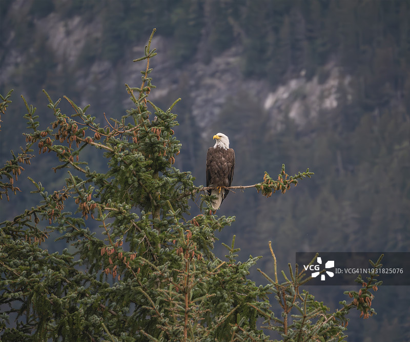 2022年8月14日  白头海雕栖息在常绿树上 - 海恩斯 001图片素材