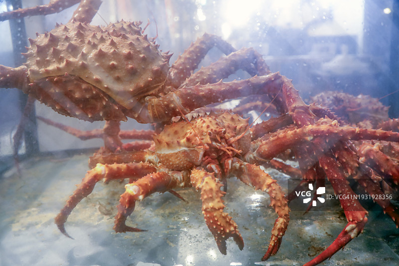 日本居酒屋鱼缸里的三只日本蜘蛛蟹图片素材