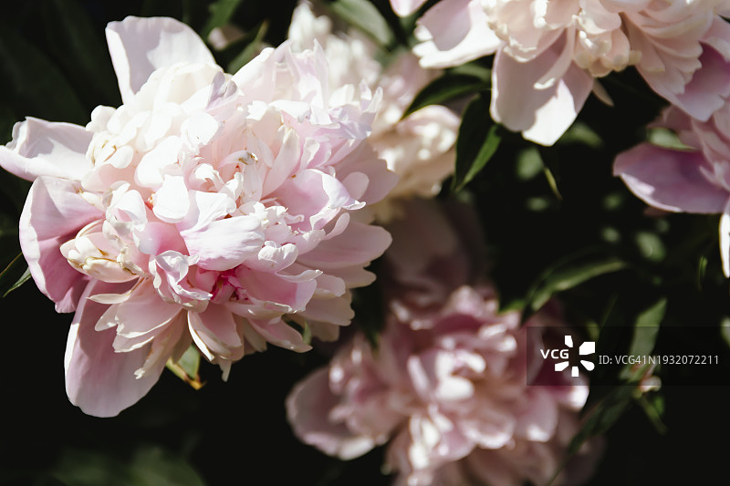 夏日小屋中盛开的粉白色牡丹图片素材