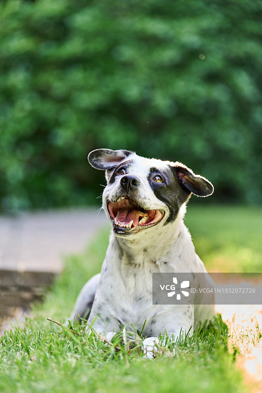 在家中院子里微笑的斑点混血犬图片素材
