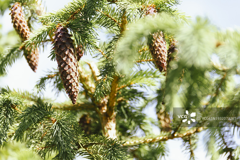 蓝天下带球果的绿色圣诞树新芽图片素材