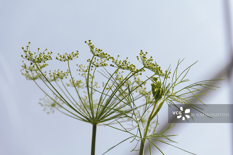 夏季小屋中以蓝天为背景的绿色莳萝图片素材