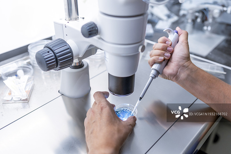 在生育实验室里，医生准备胚胎培养皿特写图片素材