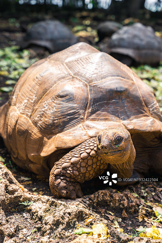 桑给巴尔监狱岛的巨型陆龟图片素材