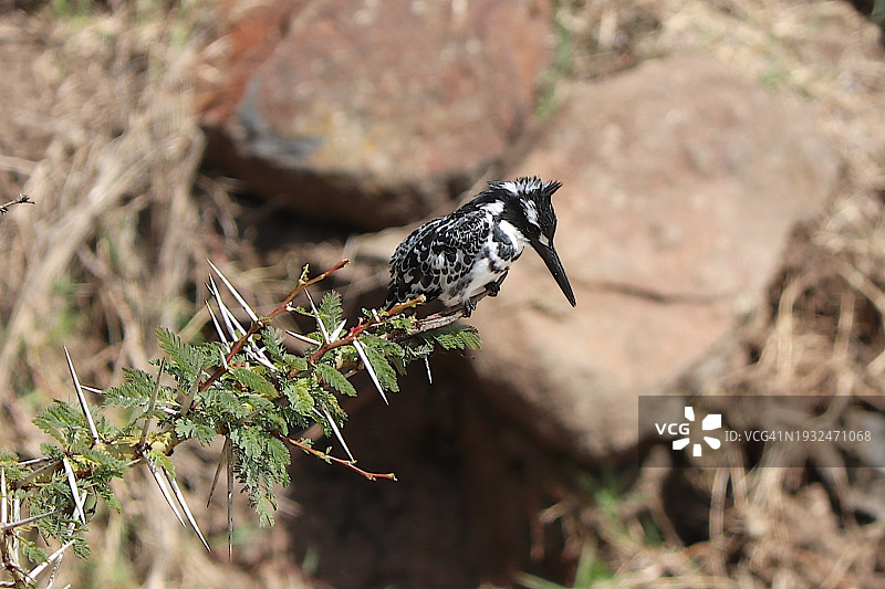 非洲斑鱼狗站在荆棘树枝上图片素材