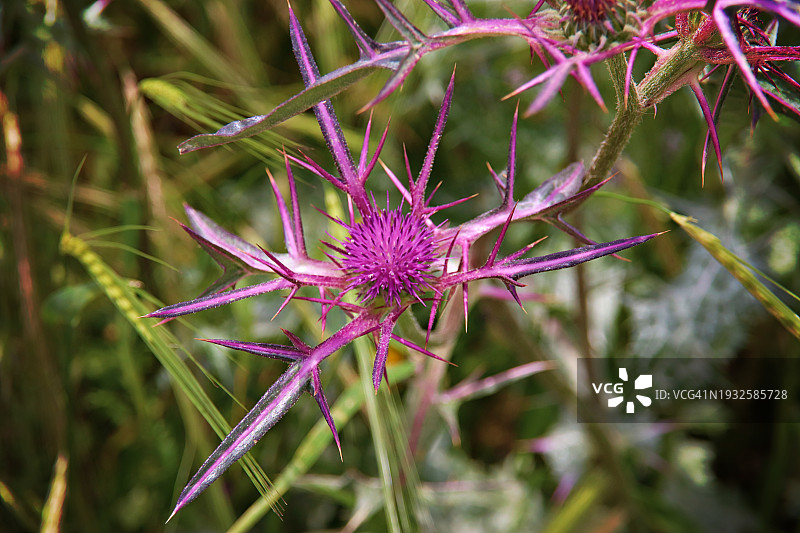 以色列贝特古夫林-马雷沙国家公园的蓟图片素材