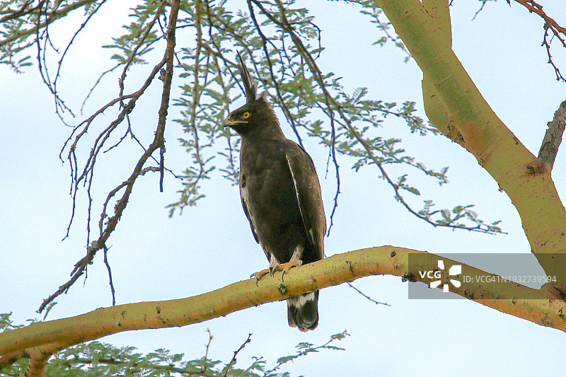 树上的长冠鹰图片素材