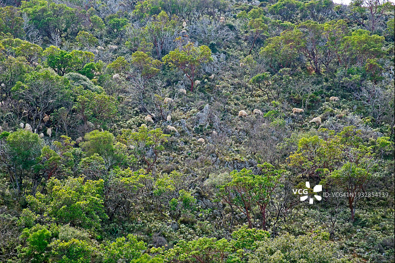 克里特岛萨马利亚峡谷附近山坡上的羊群图片素材