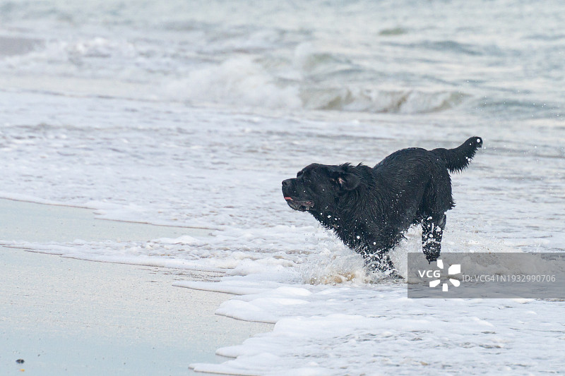 在海滩的波浪中奔跑的黑色拉布拉多巡回犬图片素材