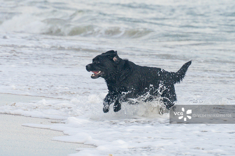 在海滩的波浪中奔跑的黑色拉布拉多巡回犬图片素材