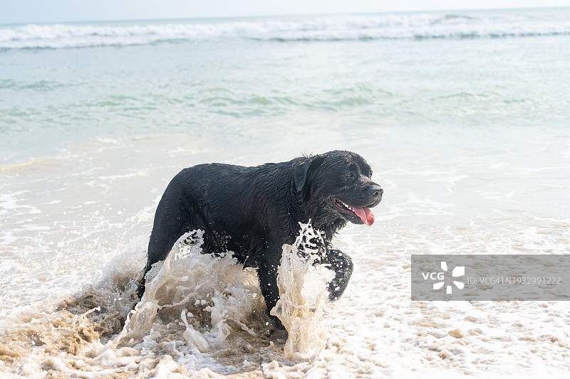 黑色拉布拉多犬在海滩海浪中行走图片素材