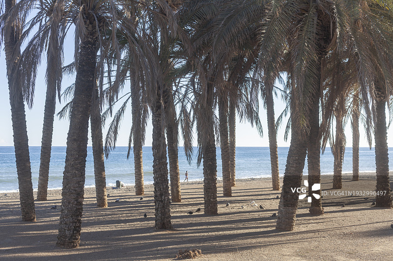 托雷莫利诺斯棕榈树和海滩，太阳海岸图片素材