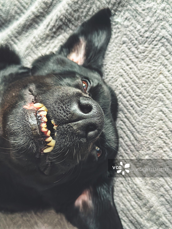 微笑的狗的画像图片素材