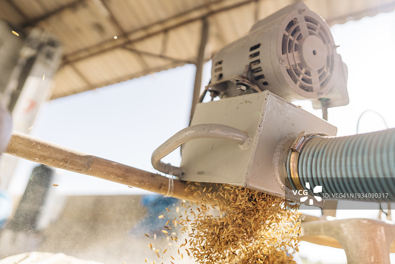 米从碾米机流出特写图片素材
