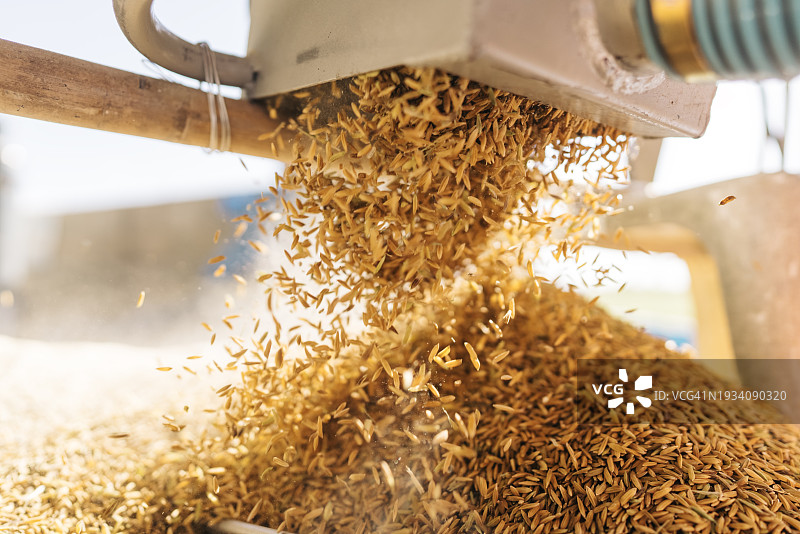 米从碾米机流出特写图片素材