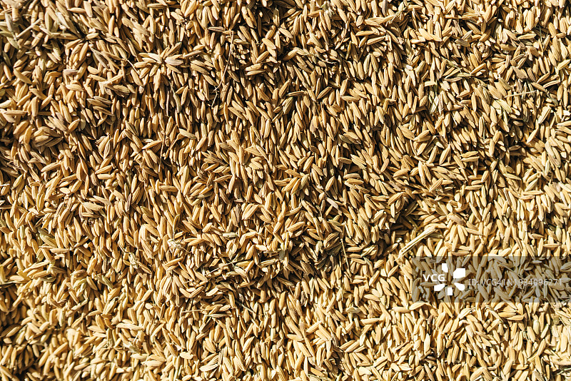 进入磨坊的稻米：全球粮食危机概念图片素材