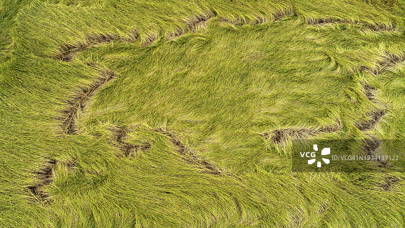 乡村稻田收割航拍图片素材