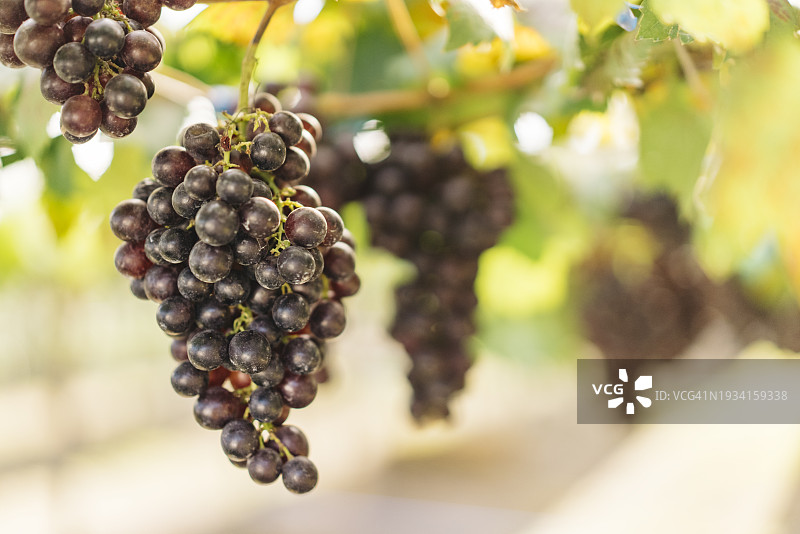 乡村酿酒厂：喷洒农药保护葡萄，有机农业的象征图片素材