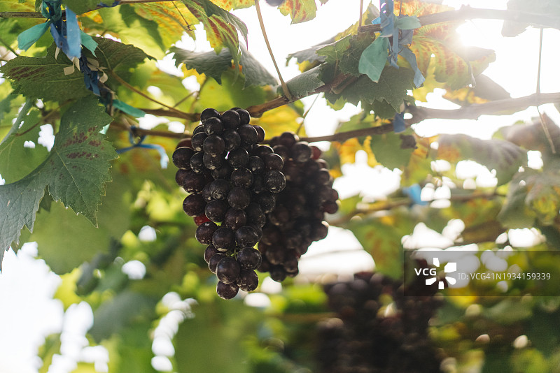 乡间葡萄园的葡萄藤特写，象征丰收和生长图片素材
