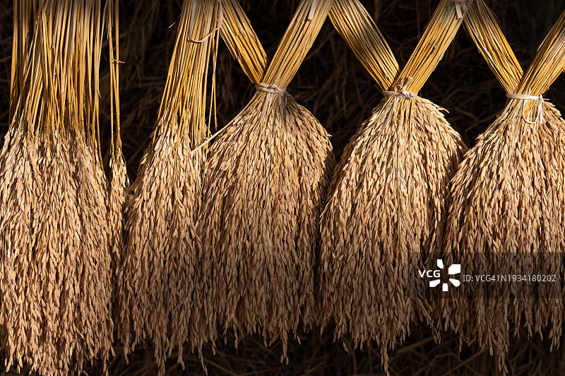 刚收割的稻穗纹理背景图片素材