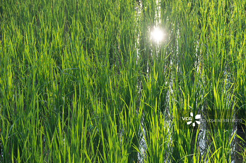 阳光照射下的绿色稻田图片素材