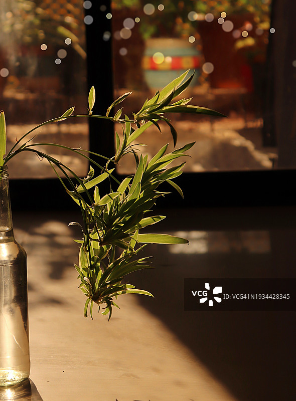 玻璃瓶中的吊兰/小吊兰/晨光/阳台花园图片素材